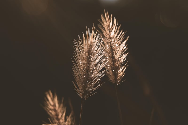 Nature Connection